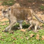 Khao Sok: Bamboo rafting, ancient cave temple, local farm. - Who Will Appreciate This Tour?