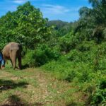 Khao Sok: Ethical Elephant Sanctuary Experience - Discovering an Ethical Approach to Elephant Tourism