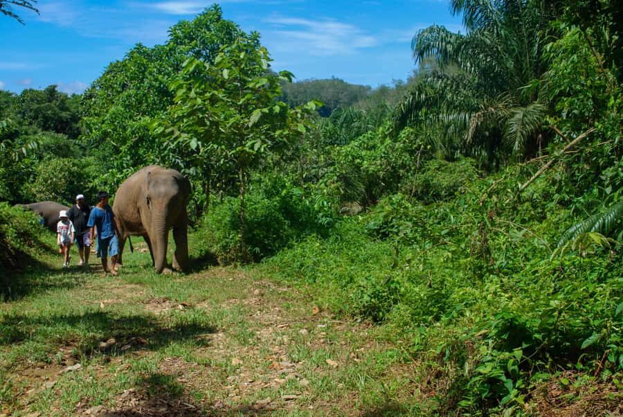 Khao Sok: Ethical Elephant Sanctuary Experience - Discovering an Ethical Approach to Elephant Tourism