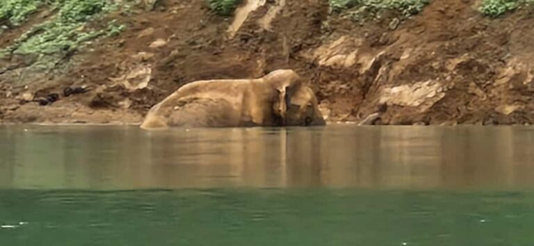 Khao Sok National Park: 3-day nature & jungle tour on Cheow Lan Lake - Breaking Down the Itinerary: What You Can Expect