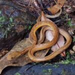 Khao Sok : One day lake trip with Diamond Cave - Detailed Breakdown of the Itinerary