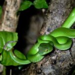 Khao Sok: Private Day Trekking, Jungle Dinner & Night Safari - The Jungle Dinner: Cooking in the Heart of the Forest