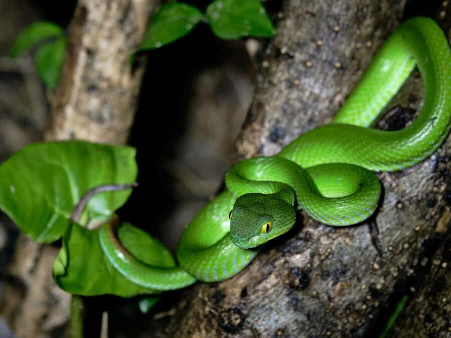 Khao Sok: Private Day Trekking, Jungle Dinner & Night Safari - The Jungle Dinner: Cooking in the Heart of the Forest