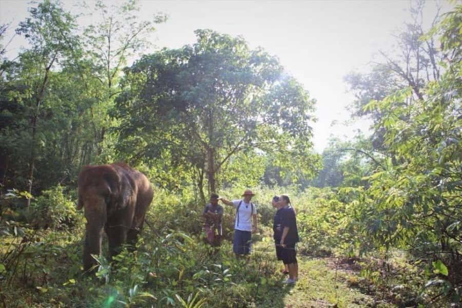 Khao Sok: Unique Dusk Ethical Elephant Sanctuary Experience - The Authenticity and Ethical Approach