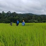 Khao Yai Jungle Walk & Haew Suwat Falls + Pickup & Thai Set - Practicalities & Value
