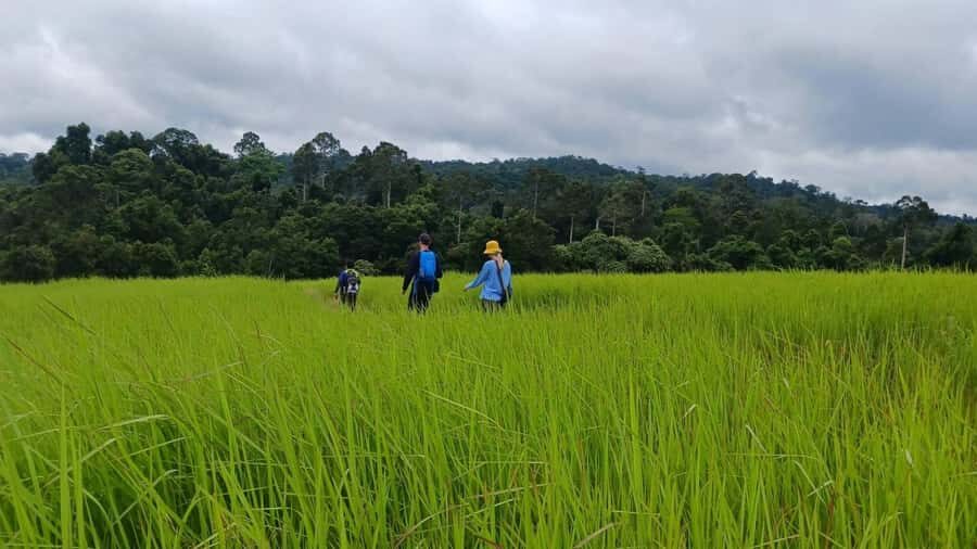 Khao Yai Jungle Walk & Haew Suwat Falls + Pickup & Thai Set - Practicalities & Value