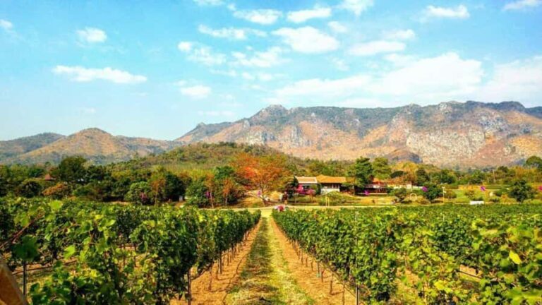 Khao Yai Vineyard Tasting Tour & Horse Farm Visit - A Full Breakdown of the Tour Experience