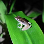 Khaosok Bamboo Raft & Night Safari (From Khaolak) - What the Tour Offers in Value