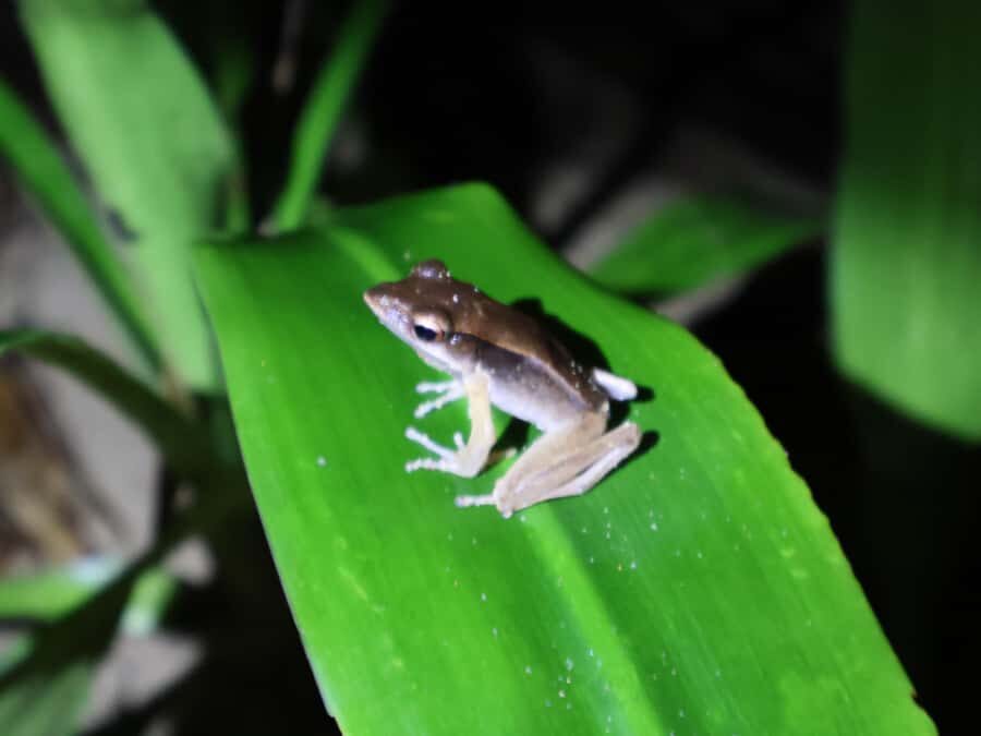 Khaosok Bamboo Raft & Night Safari (From Khaolak) - What the Tour Offers in Value