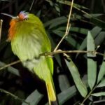 Khaosok: Bamboo Tube Cooking Day & Night Wildlife Experience - Trails and Waterfalls: A Peaceful Day Walk