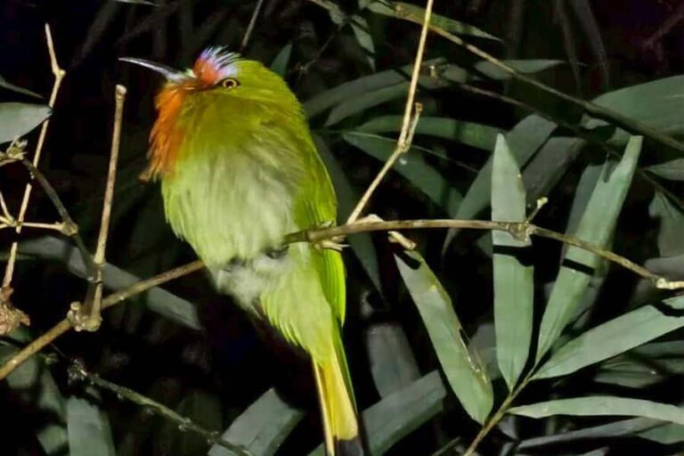Khaosok: Bamboo Tube Cooking Day & Night Wildlife Experience - Trails and Waterfalls: A Peaceful Day Walk