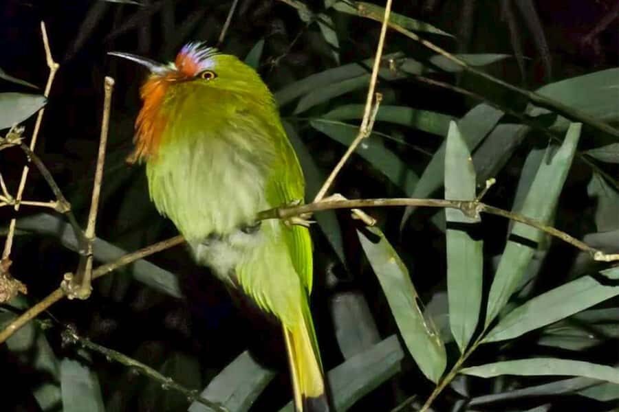 Khaosok: Bamboo Tube Cooking Day & Night Wildlife Experience - Trails and Waterfalls: A Peaceful Day Walk