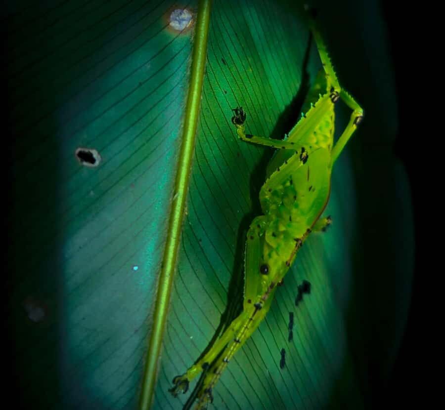 Khaosok Night Safari Experience (From Khaolak) - What to Expect and Practical Tips