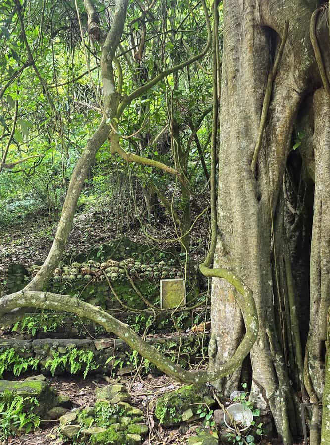 Kintamani: Trunyan Village Cemetery Tour - Authenticity and Cultural Respect