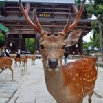 Kiyomizu dera Fushimi Inari and Nara Park Day Tour - Potential Drawbacks to Consider