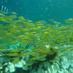 Ko Kut: Bubblemaker Diving for 8 and 9 Year Olds - What the Experience Means for Families