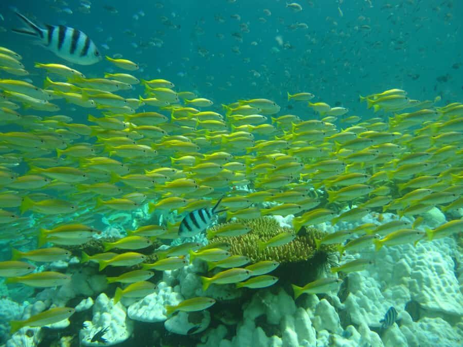 Ko Kut: Bubblemaker Diving for 8 and 9 Year Olds