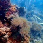 Ko Kut: Private boat trip to Koh Rang the National Park - What to Expect from the Trip