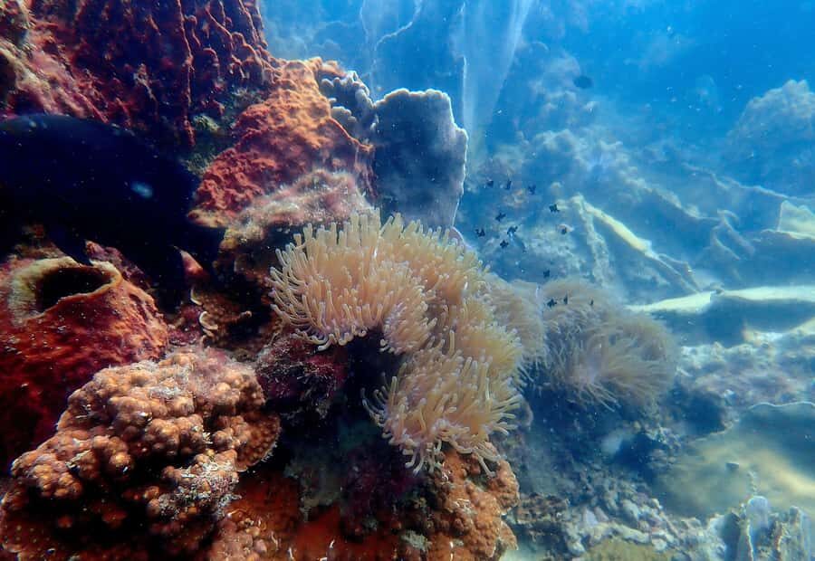 Ko Kut: Private boat trip to Koh Rang the National Park - What to Expect from the Trip