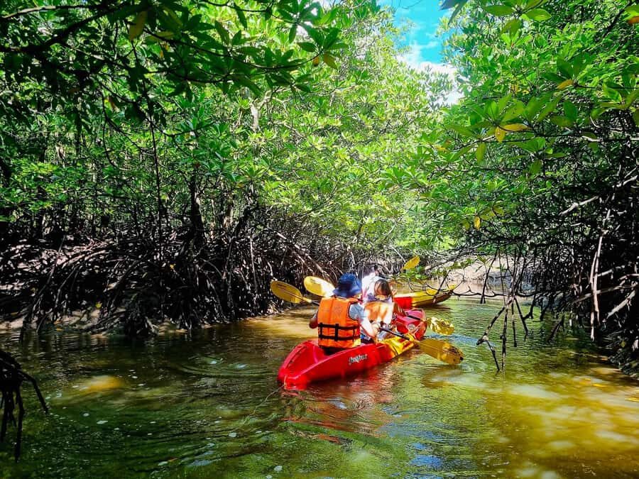 Ko Lanta: The Mangrove Kayaking Experience + Local Lunch - Detailed Breakdown of the Experience