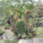 Kobe: Sorakuen Garden Guided Walking Tour - Exploring Sorakuen Garden in Kobe