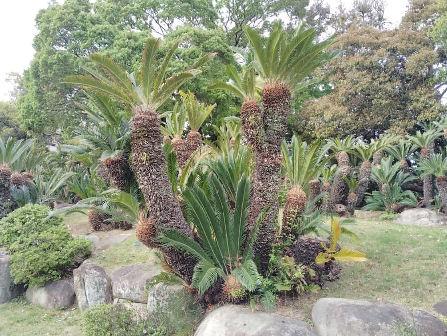 Kobe: Sorakuen Garden Guided Walking Tour - Exploring Sorakuen Garden in Kobe