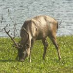 Kochi:- Same Day Periyar Wildlife Tour with Elephant Bath - The Practicalities: What to Expect and Tips