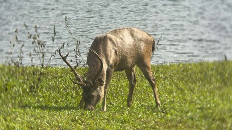 Kochi:- Same Day Periyar Wildlife Tour with Elephant Bath - The Practicalities: What to Expect and Tips