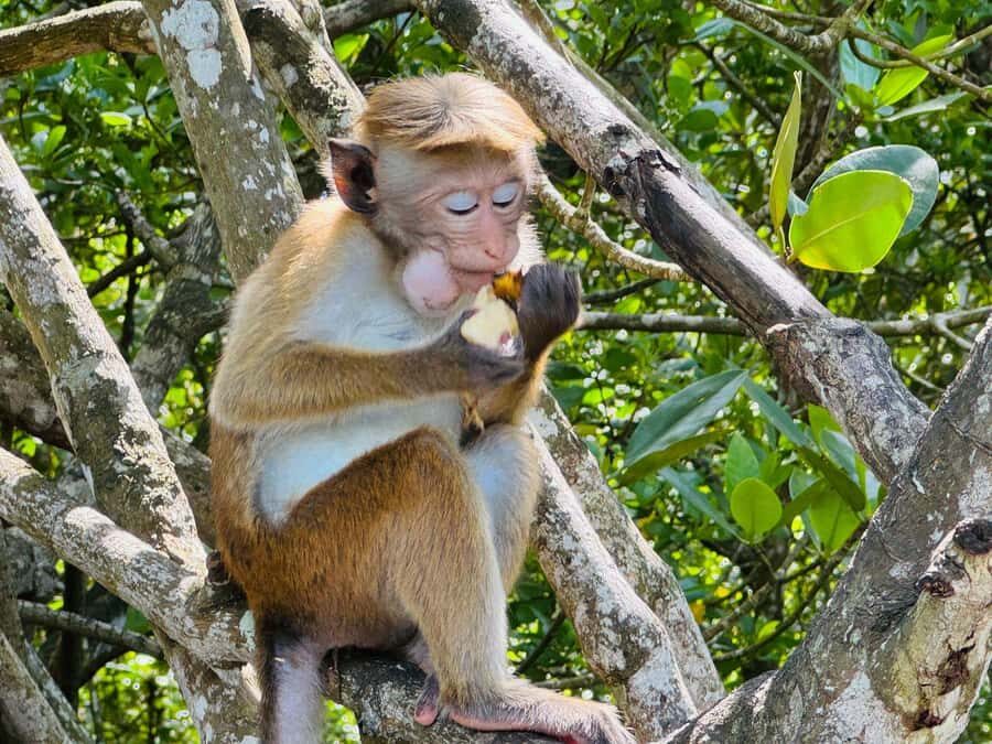 Koggala Lake Private Boat Tour with Dinesh - An Authentic Look at the Koggala Lake Tour