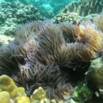 Koh Chang: Private Snorkeling Trip to 3 Islands - The Value of a Private Tour