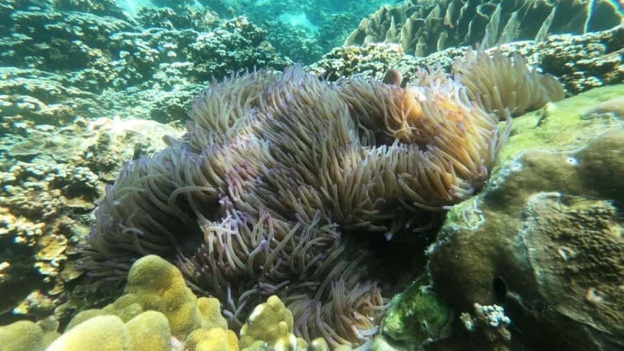 Koh Chang: Private Snorkeling Trip to 3 Islands - The Value of a Private Tour