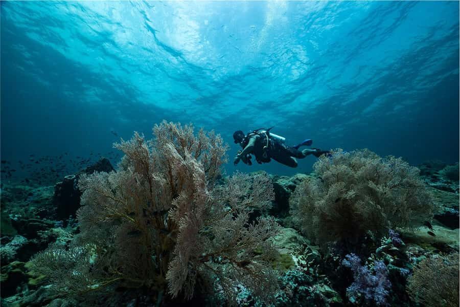 Koh Lipe: Fun Dive for Certified Divers - What to Expect from the Koh Lipe Fun Dive Experience