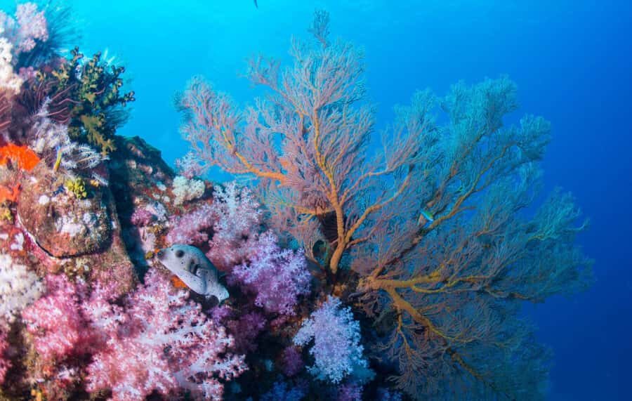 Koh Lipe: Marine Park Guided Scuba Tour for Certified Divers - A Closer Look at the Itinerary