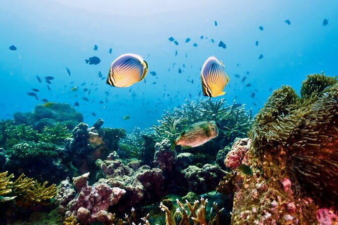 Koh Rok and Koh Haa Snorkeling Tour with Beachside Lunch - The Complete Breakdown of the Itinerary