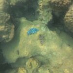 Koh Rong Snorkeling Tour (Private) - Who Should Consider This Tour?