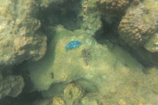 Koh Rong Snorkeling Tour (Private) - Who Should Consider This Tour?