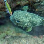 Koh Samui: Day Trip Diving at Sail Rock - The Value and Why It’s Worth Considering