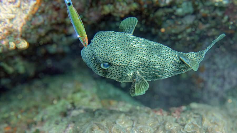 Koh Samui: Day Trip Diving at Sail Rock - The Value and Why It’s Worth Considering