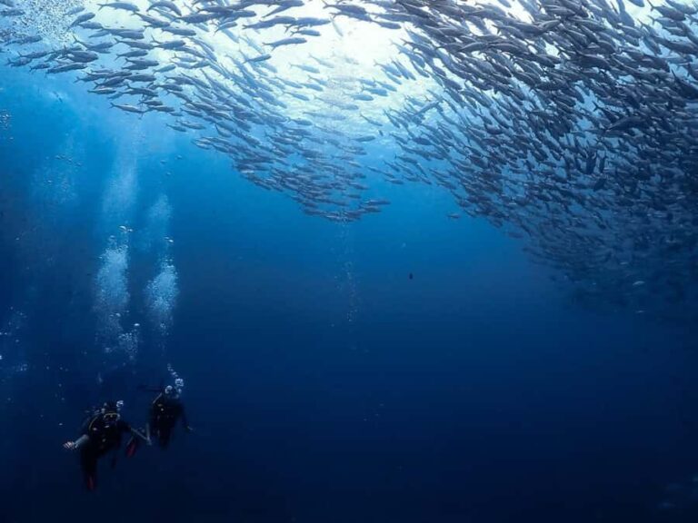 Koh Samui: Dive Tour Chumphon Pinnacles - How the Experience Adds Value