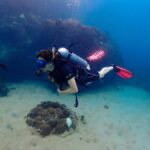 Koh Samui: Dive Tour to Koh Tao - Why Consider This Tour?