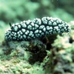 Koh Samui: Dive Trip Experience in Koh Tao - Practical Details and Considerations