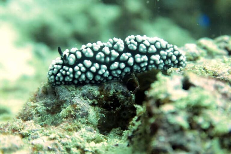 Koh Samui: Dive Trip Experience in Koh Tao - Practical Details and Considerations