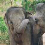 Koh Samui: Elephant Sanctuary Tour with Lunch & Pickup - Practical Details: Transport, Timing, and Value