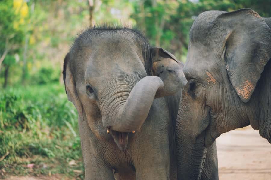 Koh Samui: Elephant Sanctuary Tour with Lunch & Pickup - Practical Details: Transport, Timing, and Value