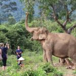 Koh Samui: Ethical Elephant Home Guided Tour with Transfers - The Itinerary in Detail