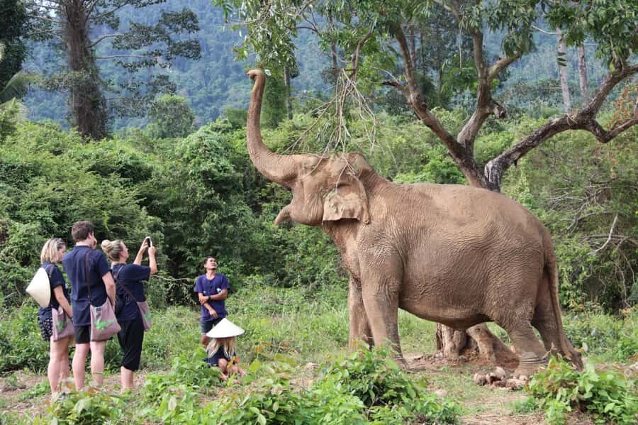 Koh Samui: Ethical Elephant Home Guided Tour with Transfers - The Itinerary in Detail