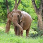 Koh Samui: Ethical Elephant Sanctuary Tour with Buffet Lunch - Why This Tour Stands Out