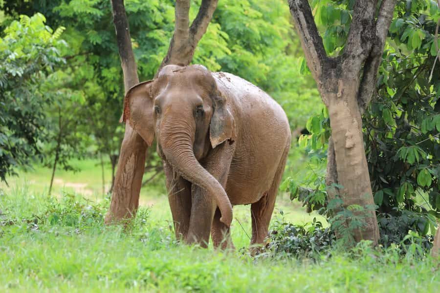 Koh Samui: Ethical Elephant Sanctuary Tour with Buffet Lunch - Why This Tour Stands Out