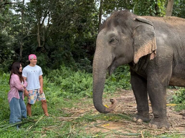 Koh Samui: Jungle Safari Jeep Tour with Elephants Sanctuary - Transportation & Practical Details