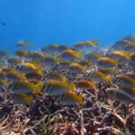 Koh Samui: Koh Tao & Koh Nang Yuan Snorkel Trip with Lunch - What Makes This Tour Stand Out